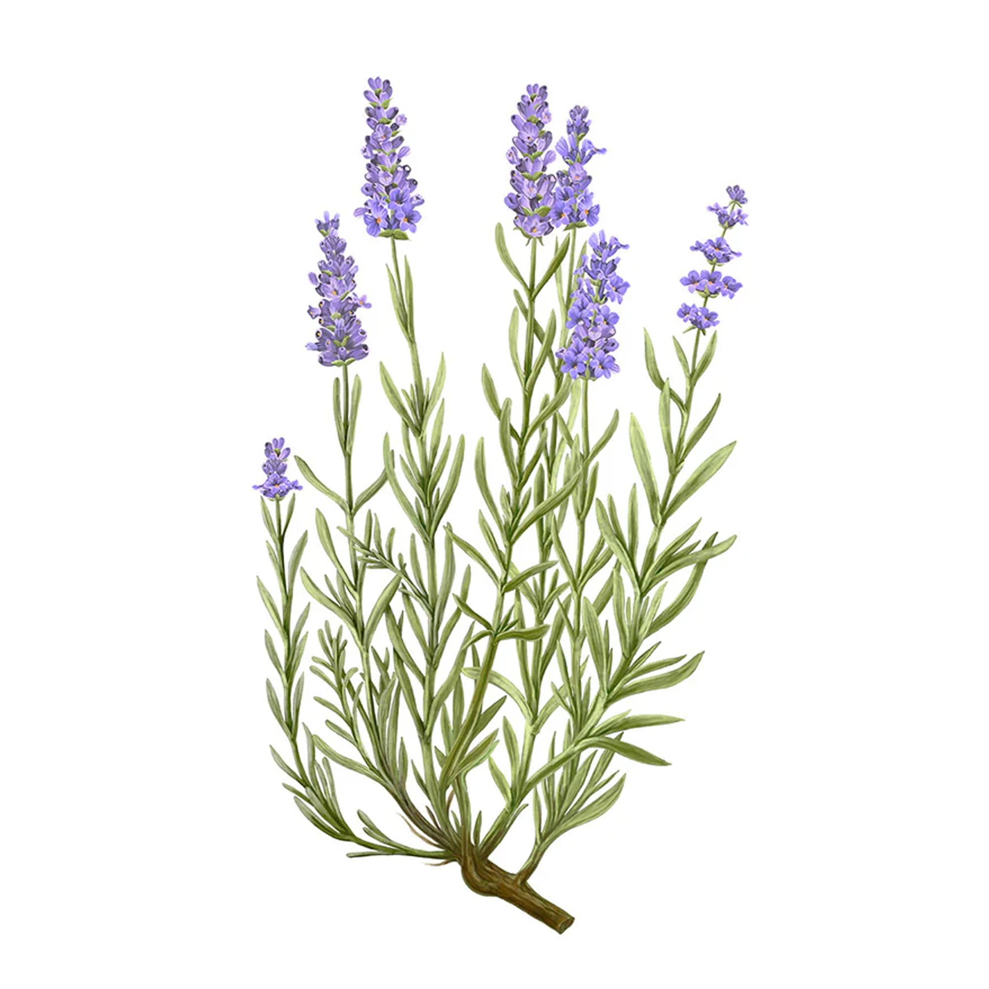 Lavender